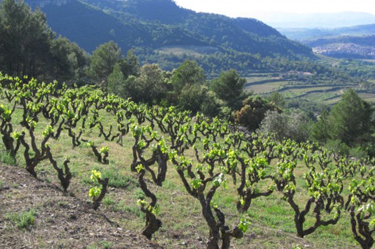 Priorat Vineyards